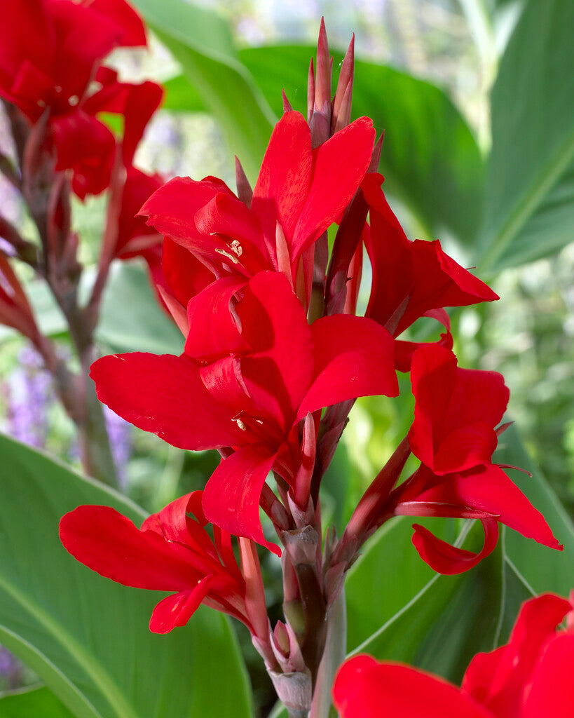 Canna Red 1-pakning